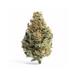Buy Chocolope marijuana Strain Online
