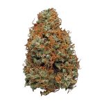 Buy Liberty Haze Online