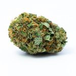Buy Afghani Hawaiian Strain Online